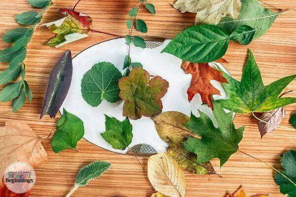 Fine Motor Leaf Activity for Preschoolers