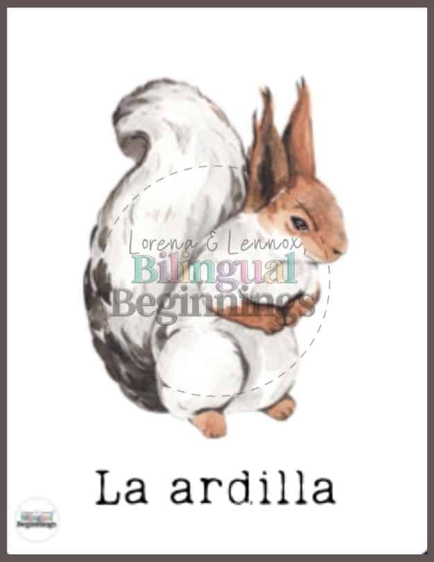 Forest Animal Flash Card in Spanish- La ardilla