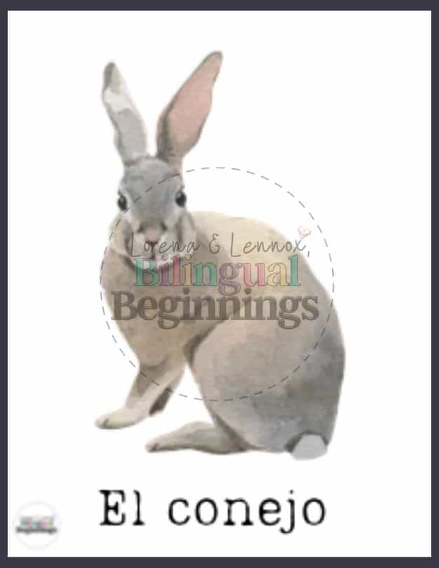 Forest Animal Flash Card in Spanish- El conejo