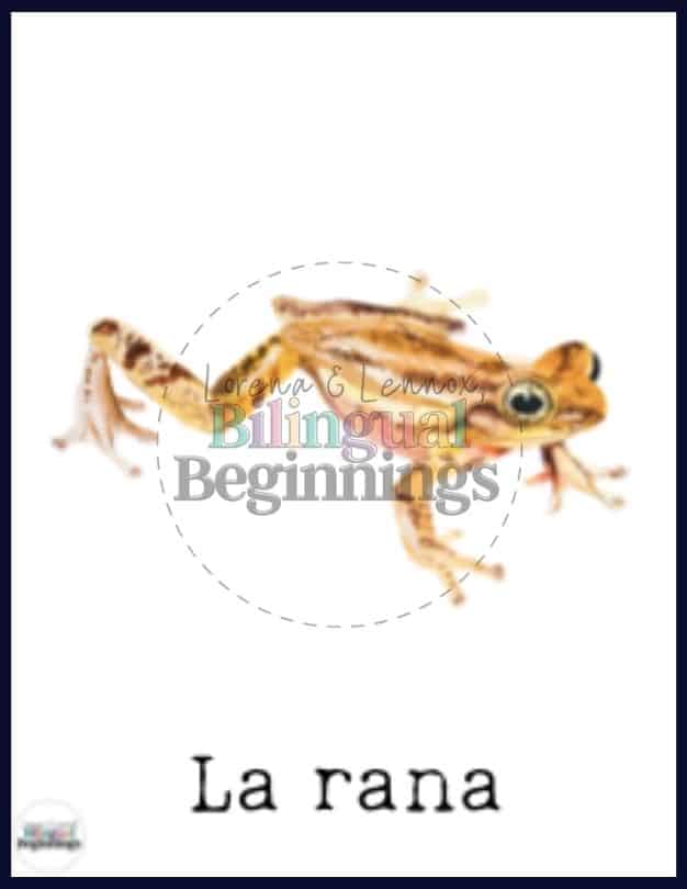 Forest Animal Flash Card in Spanish- La Rana