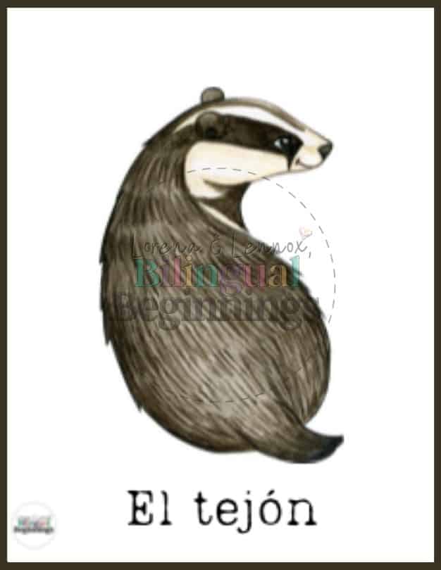 Forest Animal Flash Card in Spanish- El tejón