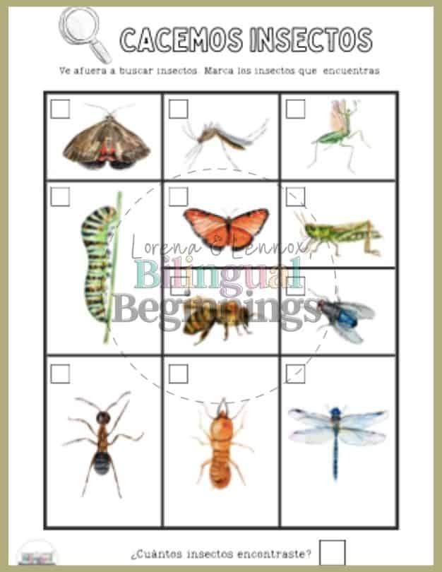 An insect printable kit in Spanish that Includes 9 printable PDF pages about insects to use with your preschooler in the classroom or at home. Let's Look for Insects!