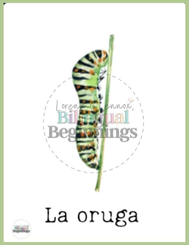 Insect Flashcards in Spanish— La oruga | Caterpillar