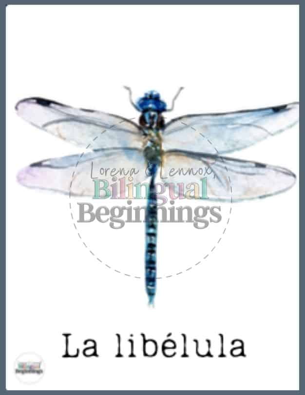 Insect Flashcards in Spanish— La libélula | Dragonfly