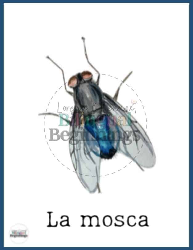 Insect Flashcards in Spanish— La mosca | fly