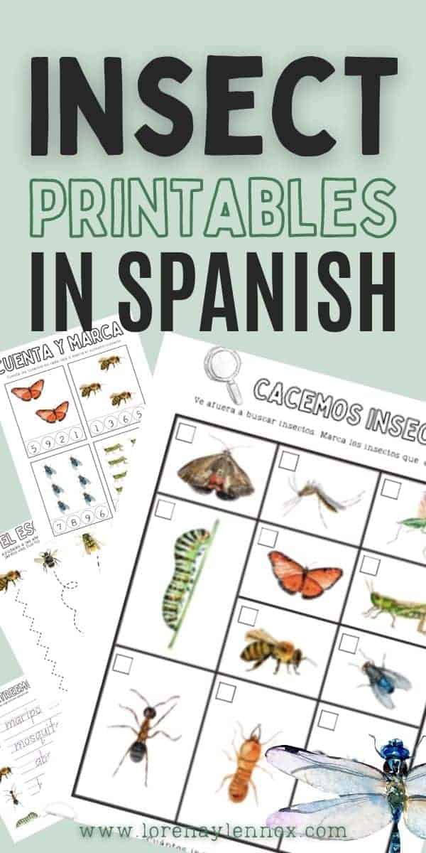 Insect Flashcards in Spanish— La hormiga | Ant