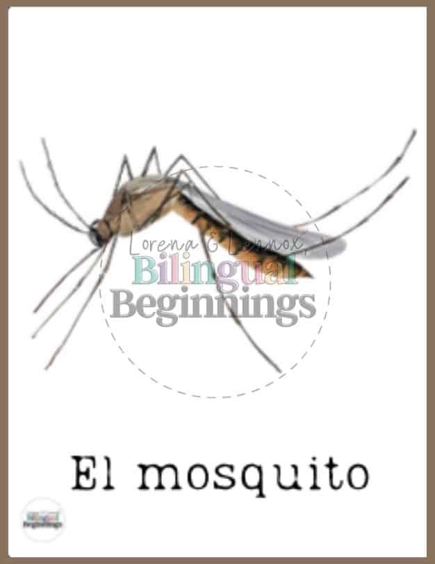 Insect Flashcards in Spanish— El mosquito | Mosquito