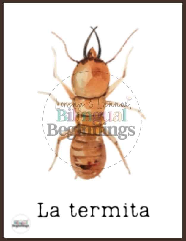 Insect Flashcards in Spanish— La termita | termite