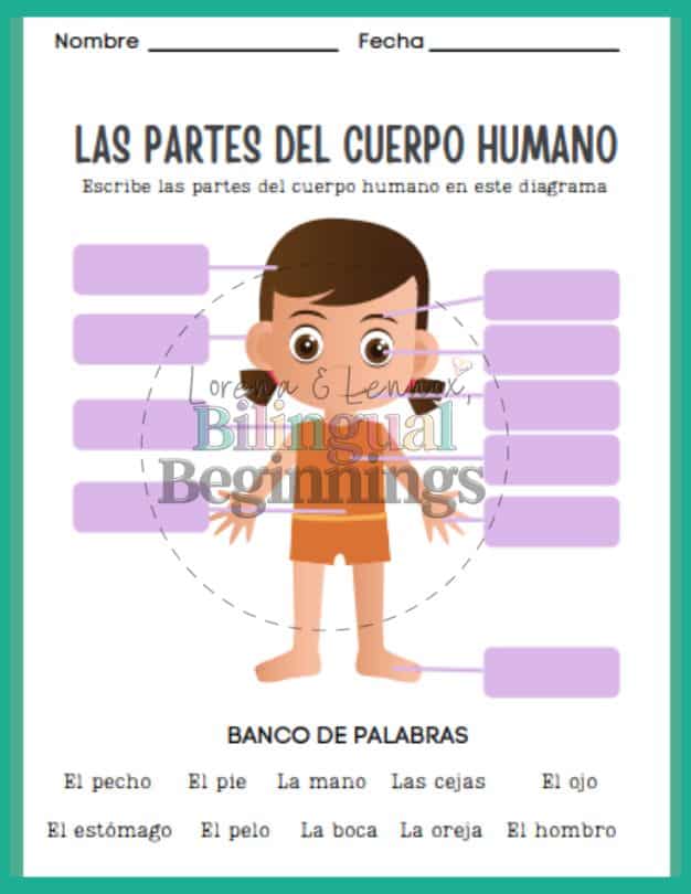 Parts of the body worksheet in Spanish