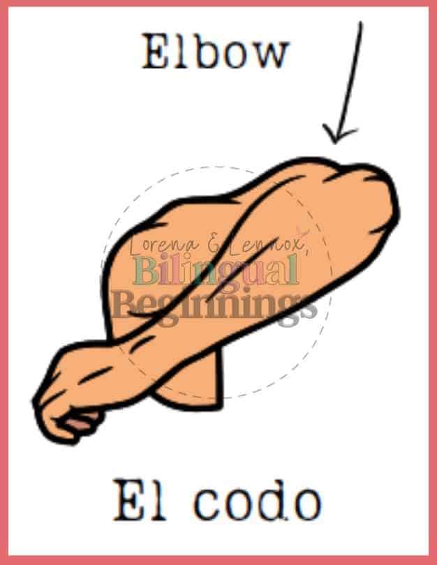 Parts of the body flashcards in Spanish - Elbow- El codo