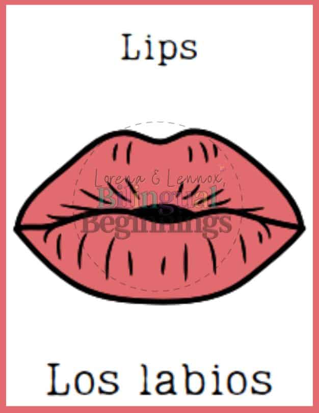 Parts of the body flashcards in Spanish- Los labios -lips