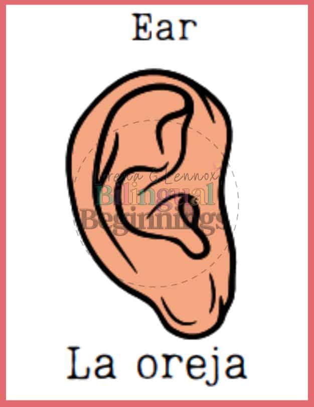 Parts of the body flashcards in Spanish- La oreja - Ear