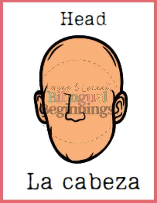 Parts of the body flashcards in Spanish - La cabeza - Head