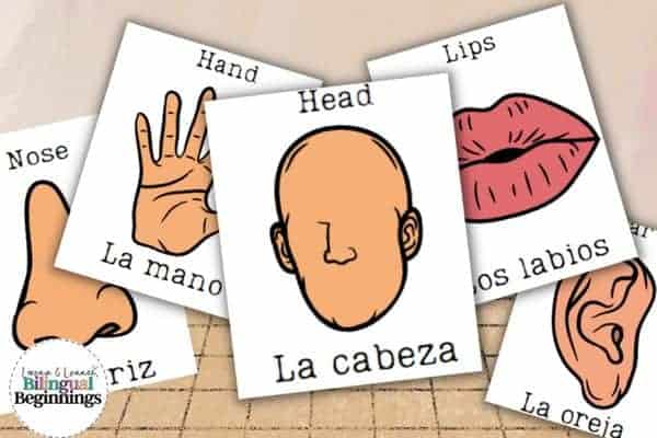 Learning Body Parts in Spanish