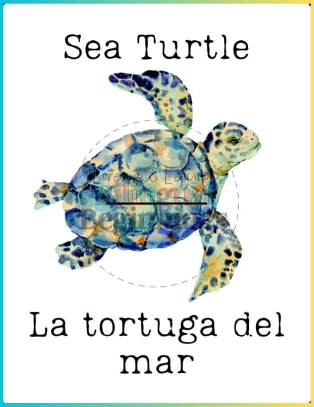 Printable Bilingual Ocean Flashcards in Spanish and English- Sea Turtle